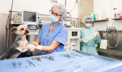 Female veterinarian tells student intern skills of working and treating limb injuries to dogs of...