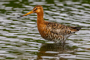 Black tailed godwit on Grimsey Island in Iceland