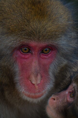 Monkey with baby monkey starring with curiousity