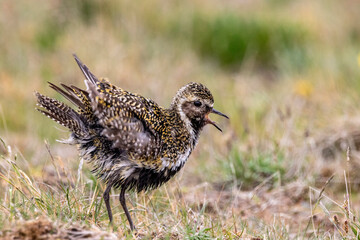Golden plover on Grimsey Island in Iceland