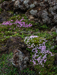 Moss Campion wildflowers grow amongst the Lava Fields in Iceland