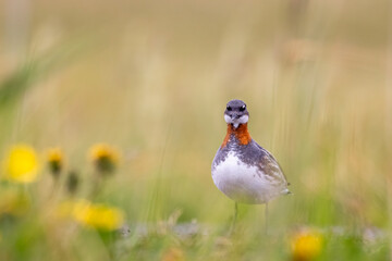 Red Necked Phalarope on Grimsey Island in Iceland