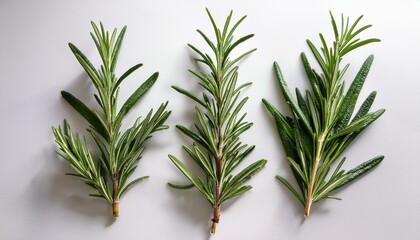 Fototapeta premium Three sprigs of fresh rosemary on white background.