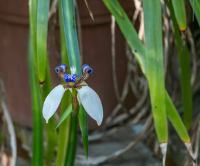 Louisiana Iris