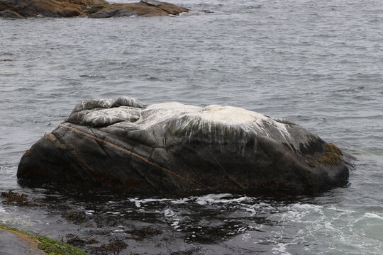 roca cubierta de heces de gaviota en el mar