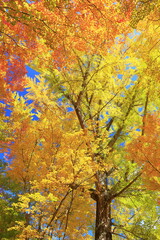 autumn trees in the park