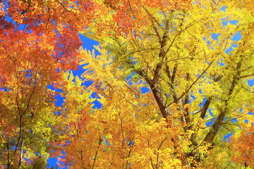 autumn leaves background