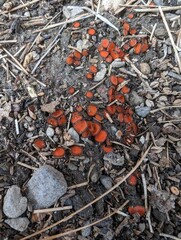 Eyelash Fungus Cup Fungus Pixie Cup Scutellinia scutellata