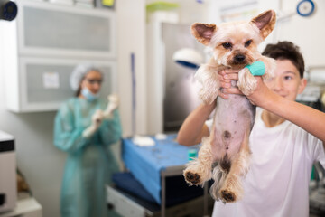 Male owner boy of Yorkshire terrier, after visiting veterinary clinic, is satisfied with quality of...