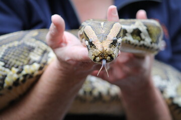 Burmese python Python bivittatus tasting the air