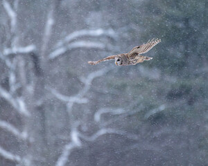 barred owl flying