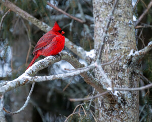 cardinal on a branch