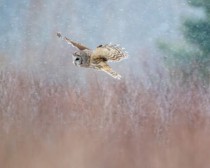 barred owl flying