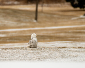 snowy owl