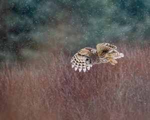 barred owl flying