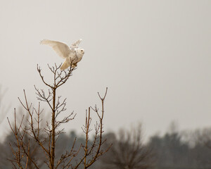 snowy owl