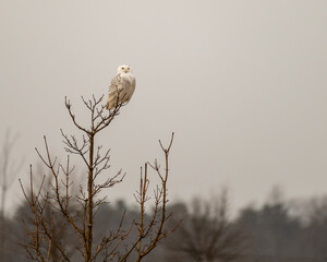 snowy owl