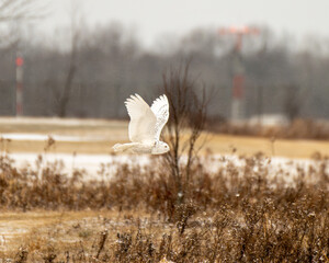 snowy owl