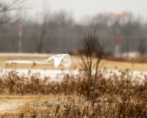 snowy owl