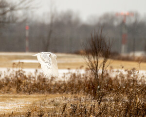 snowy owl