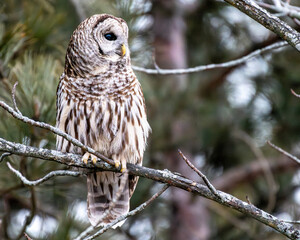 Barred owl perched
