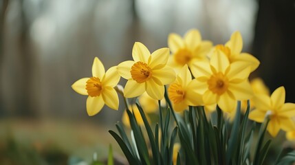 Fototapeta premium Close-up of vibrant yellow daffodils blooming, symbolizing the arrival of spring and new beginnings