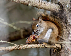 squirrel