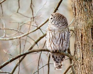 Barred owl perched