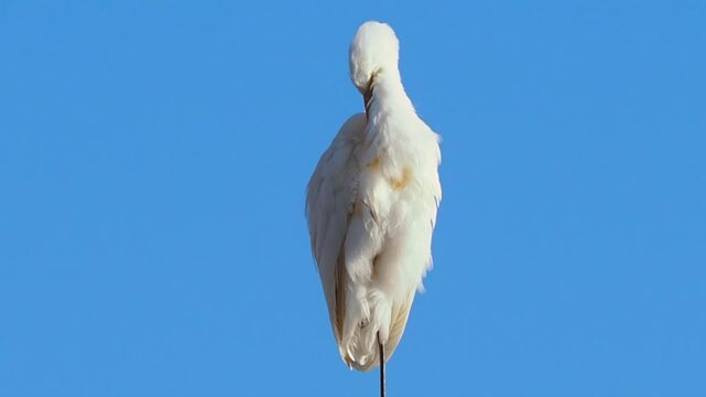 white egret heron scient. class. Egretta bird animal