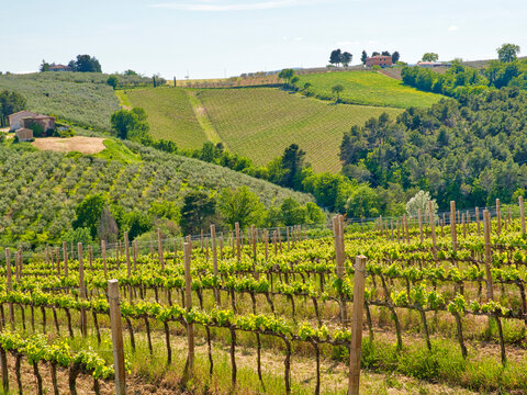 Italy, Umbria, Montefalco. View of vineyards.