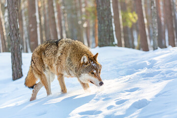 Fototapeta premium Timber wolf in snowy sunny winter forest. European wolf Canis Lupus in natural habitat. Wild life.