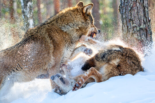 European wolves Canis Lupus fighting and biting in natural habitat. Wild life. Timber wolves in snowy winter forest.