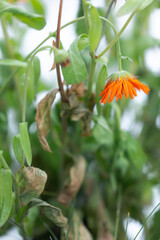 Orange marigold hanging down during snowstorm