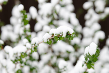 Winter touches softly on vibrant green branches cloaked in pure white snow in a serene landscape