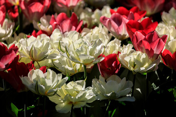 Netherlands, Zuid Holland, Lisse. Tulips.
