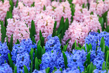 Netherlands, Zuid Holland, Lisse. Hyacinths.