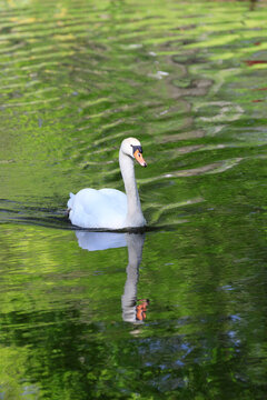 Netherlands, Zuid Holland, Lisse. Swan. Reflections of the woods in a pond.