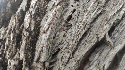 Close-up of tree bark texture, revealing intricate details of the rugged, weathered surface with natural patterns and earthy tones, showcasing organic beauty.