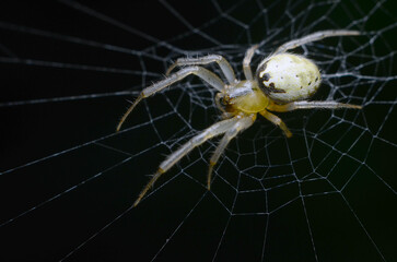 spider on a web