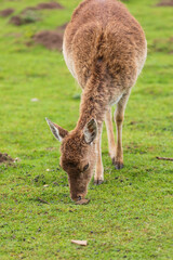 Netherlands, Holland. Gelderland. Wageningen. Fallow deer. (Dama dama).