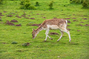 Netherlands, Holland. Gelderland. Wageningen. Fallow deer. (Dama dama).