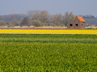Holland, Netherlands, Noord Holland. Old abandoned home surrounded by tulip fields.