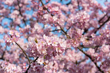 春の日差しを浴びる河津桜