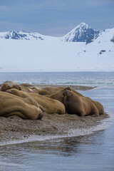 Svalbard, Norway. Colony of Atlantic walrus on beach.