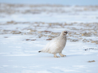 Molting from winter to summer plumage. Rock Ptarmigan, during winter in the tundra of Svalbard near Tempelfjorden. Arctic Region, Scandinavia, Norway, Svalbard