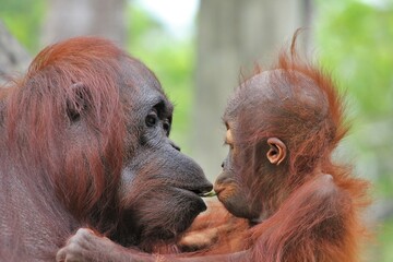 Bornean orangutan Mother And Baby kissing © Brenna