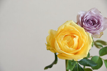 黄色と紫のばら