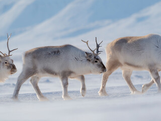 Female Svalbard Reindeer in Van Mijenfjorden National Park, an endemic subspecies of reindeer, which lives only in Svalbard and never was domesticated. Polar Regions, Arctic winter.
