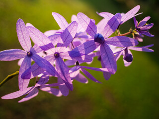 Petrea volubilis L. King has long clusters of indigo and purple flowers, very beautiful