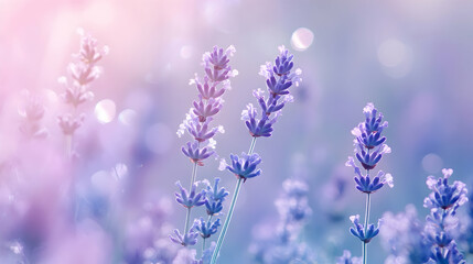 Fototapeta premium Delicate Lavender Blossoms with Soft Bokeh and Dreamy Light Effects